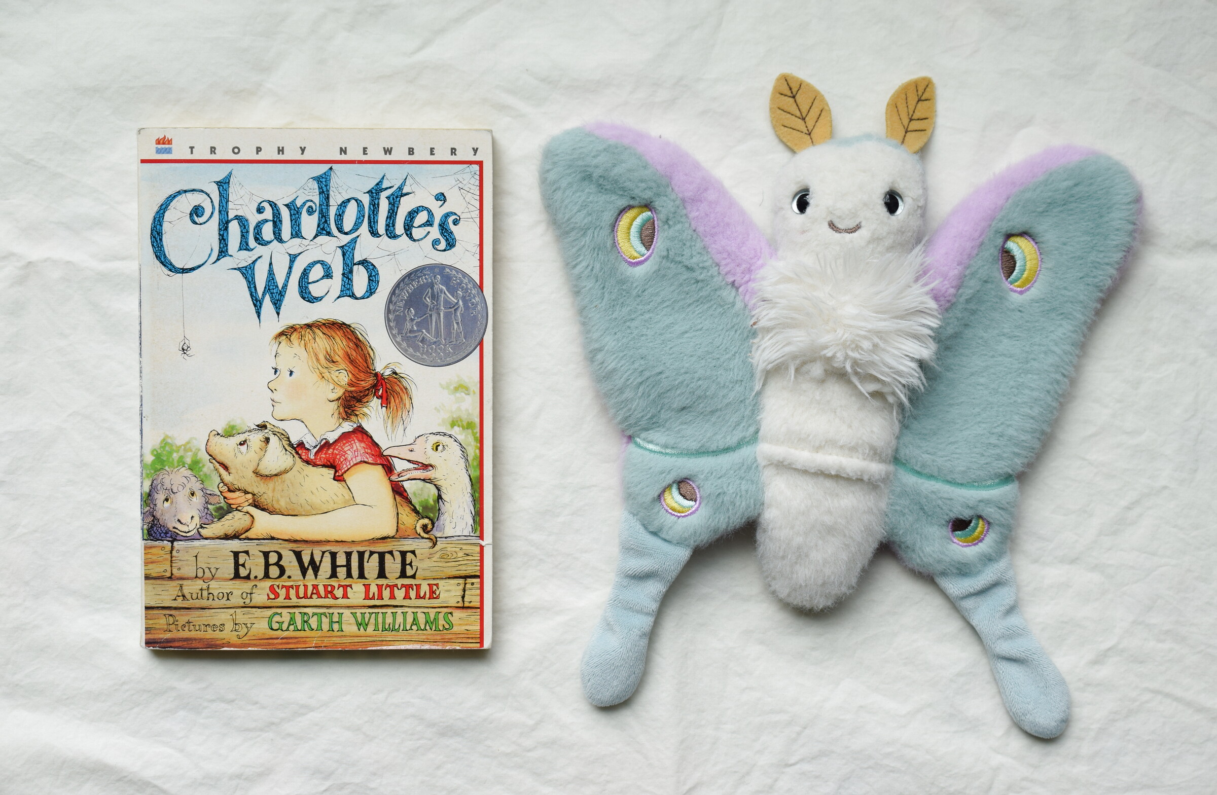 Charlotte's Web next to Reference Moth, our resident size guide