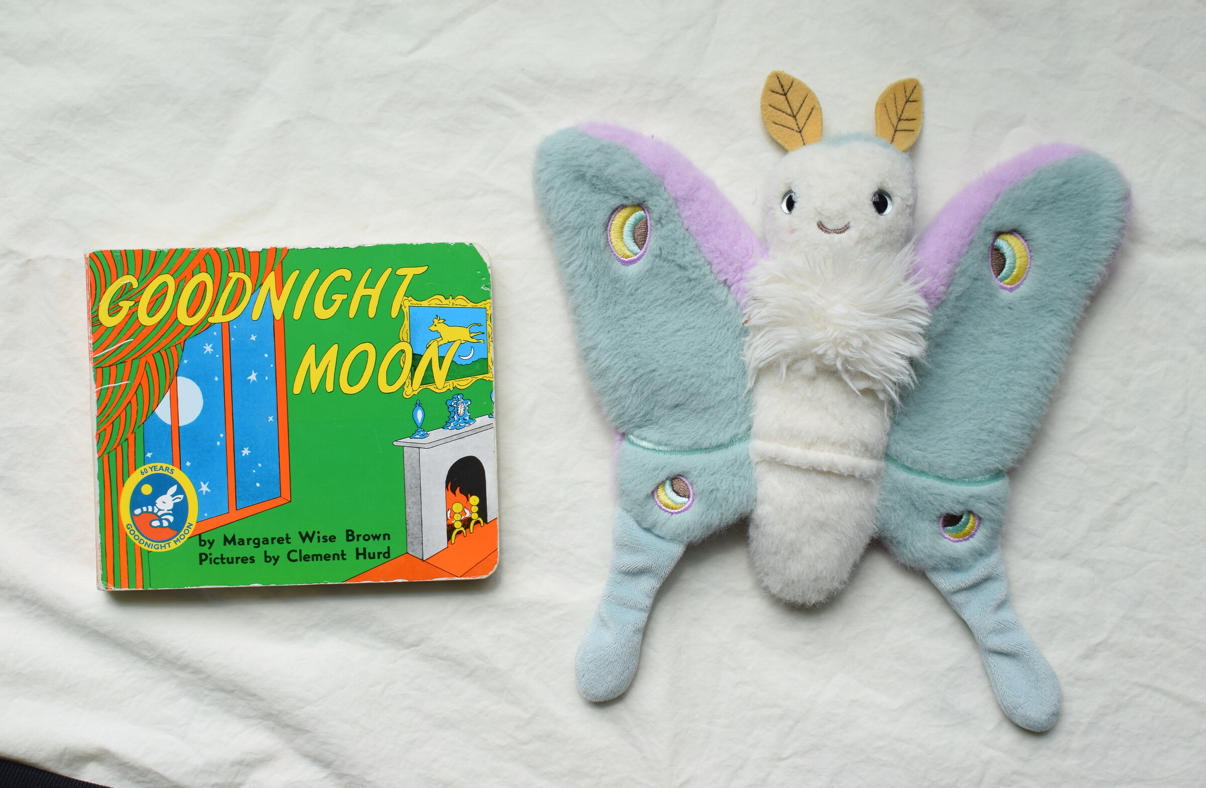 Goodnight Moon next to Reference Moth, our resident size guide