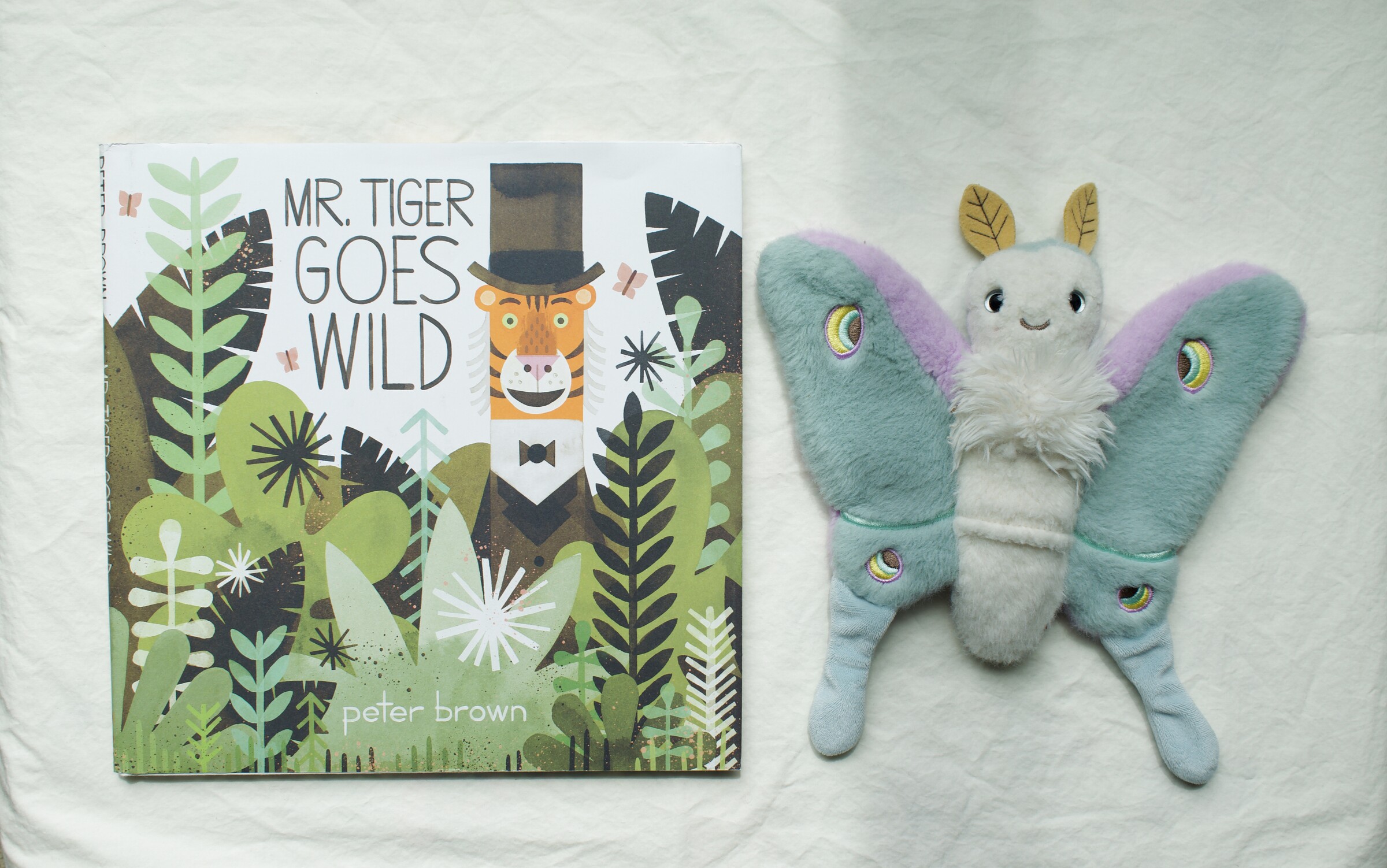 Mr. Tiger Goes Wild next to Reference Moth, our resident size guide